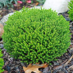 Хебе Грін Глоб (Green Globe)