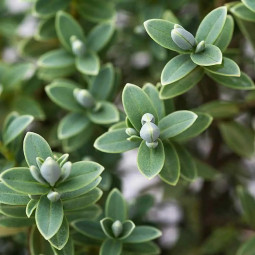 Хебе товстолиста (Hebe pinguifolia)