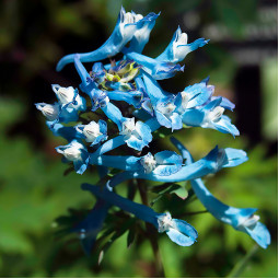 Ряст China Blue (Чайна Блу)