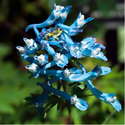 Ряст China Blue (Чайна Блу)
