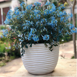 Ряст Porcelain Blue (Порселейн Блу)