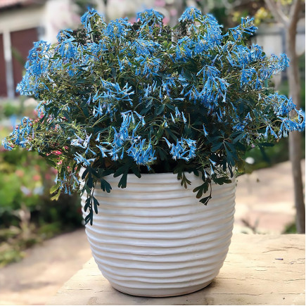 Ряст Porcelain Blue (Порселейн Блу)
