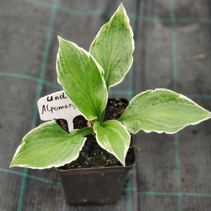 Хоста Undulata Albomarginata (контейнер 0.5 л)