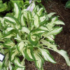 Хоста Kiwi Spearmint