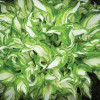 Хоста Kiwi Spearmint