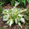 Хоста Kiwi Spearmint (контейнер 0.5 л)