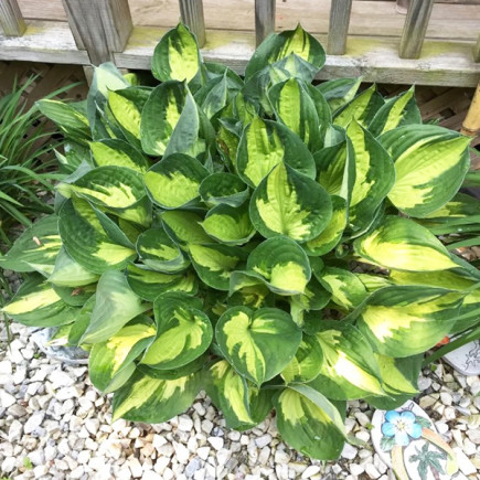 Хоста American Sweetheart