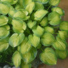 Хоста Midwest Magic (контейнер 0.5 л)