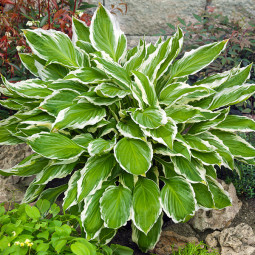 Хоста Undulata Albomarginata (контейнер 1 л) Хоста Undulata Albomarginata (контейнер 1 л)