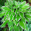 Хоста Undulata Albomarginata (контейнер 0.5 л)