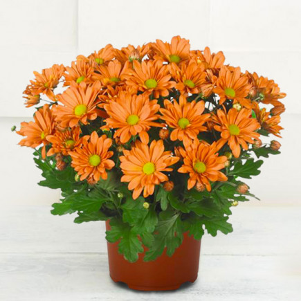 Хризантема Breeze Fox Orange
