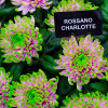 Хризантема Rossano Charlotte