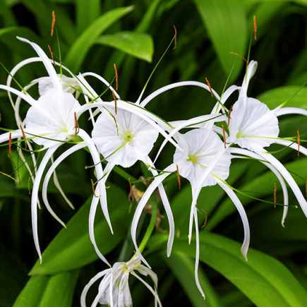 Гіменокаліс (Hymenocallis)