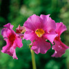 Інкарвіллея Delavayi Bees Pink (контейнер 0.8 л)