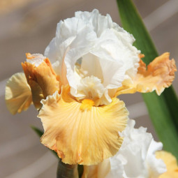 Ірис Germanica (Бородатий) Apricot Frosty