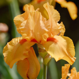 Ірис Germanica (Бородатий) Apricot Silk