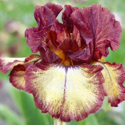 Ірис Germanica (Бородатий) Burgundy Brown