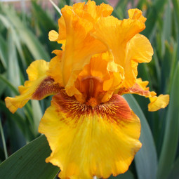 Ірис Germanica (Бородатий) Burst