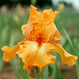 Ірис Germanica (Бородатий) Glazed Orange