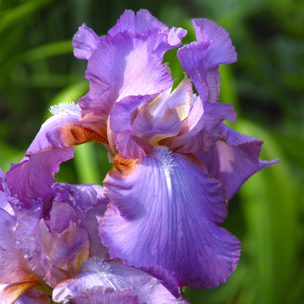 Ірис Germanica (Бородатий) Amethyst Flame
