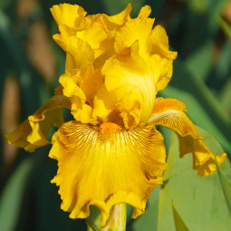 Ірис Germanica (Бородатий) Berkeley Gold