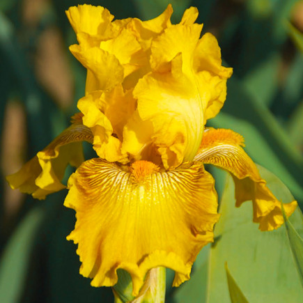 Ірис Germanica (Бородатий) Berkeley Gold