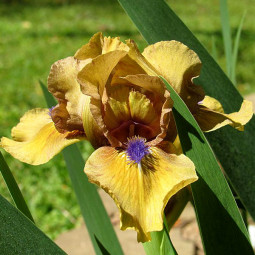 Ірис Pumila (карликовий) Aladdis Flame
