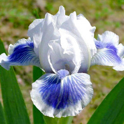 Ірис Pumila (карликовий) Big blue eyes