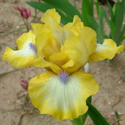 Ірис Pumila (карликовий) Bluebeard's Gold