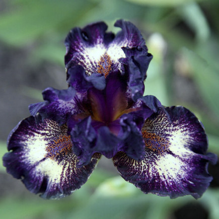 Ірис Pumila (карликовий) Devils Playground
