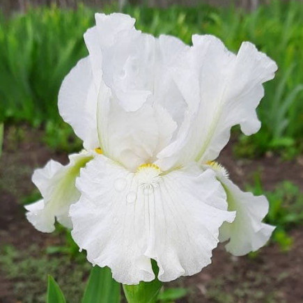 Ірис Pumila (карликовий) Frosty Elegance