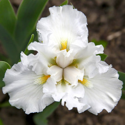 Ірис Pumila (карликовий) Frosty Elegance