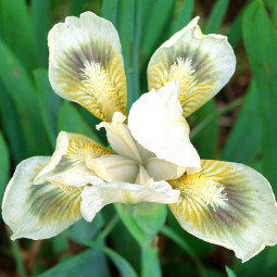 Ірис Pumila (карликовий) Greenspot