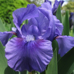 Ірис Pumila (карликовий) Banbury Ruffles