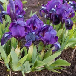 Ірис Pumila (карликовий) Banbury Ruffles