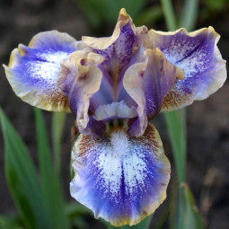 Ірис Pumila (карликовий) Whee