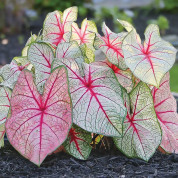 Каладіум біколор (Caladium bicolor)