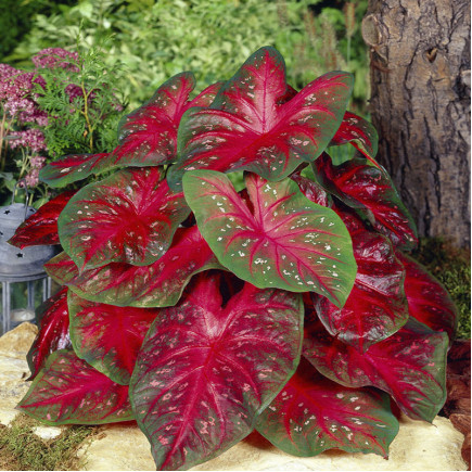 Каладіум Florida Red Ruffles (Флоріда Ред Руффлес)