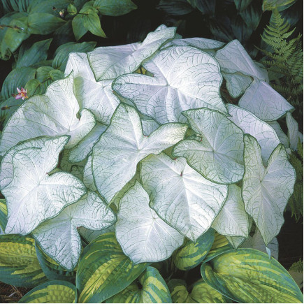 Каладіум Garden White (Гарден Уайт)
