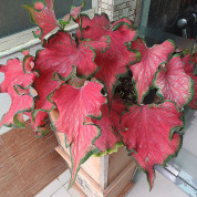Каладіум зі списоподібним листям (Lance-leaf Caladium)