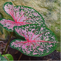 Каладіум Rosebud (Роузбад)