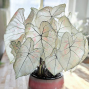 Каладіум з незвичайним листям (Fancy-leaf Caladium)