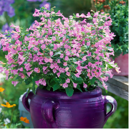 Каламинта Grandiflora (Грандифлора)
