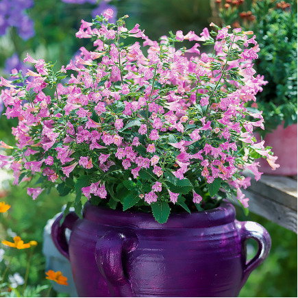 Каламінта Grandiflora (Грандіфлора)