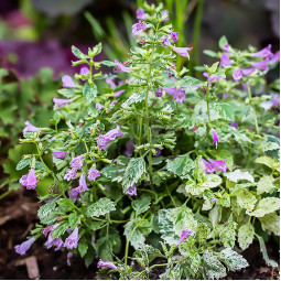 Каламинта Grandiflora Variegata (Грандифлора Вариегата)