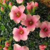Ломикамінь Peach Blossom