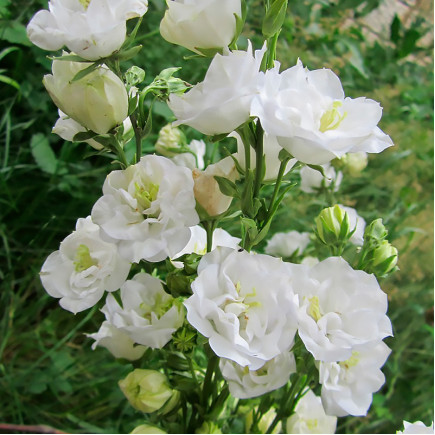 Кампанула La Bello Blanche (Ла Белло Бланке)