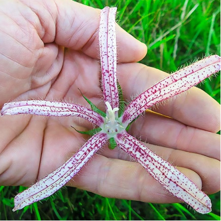 Кампанула Pink Octopus (Пінк Октопус)