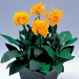 Канна Tropical Yellow (низькоросла)