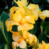 Канна Tropical Yellow (низькоросла)